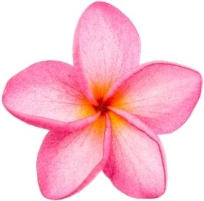 Pink Frangipani, Plumeria Tattoo, Frangipani Flower, Summer Drawings, Beach Wall Collage, Bow Art, Beautiful Flowers Photography, Plumeria Flowers, Flower Stock