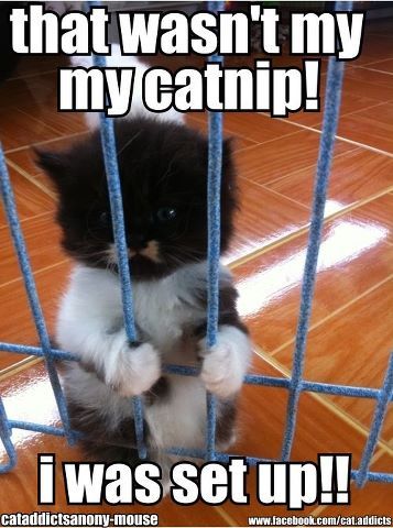 Jail Kittens Funny, Cute Kittens, Animal Quotes, Funny Animal Pictures, Cute Funny Animals, White Cat, Crazy Cats, Cat Pics, Cool Cats