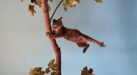 Cat Wind GIF - Cat Wind Blow - Discover & Share GIFs Blowin' In The Wind, Windy Day, Pics Art, Cat Gif, Crazy Cats, A Cat, Animals And Pets, Animated Gif, Cool Gifs