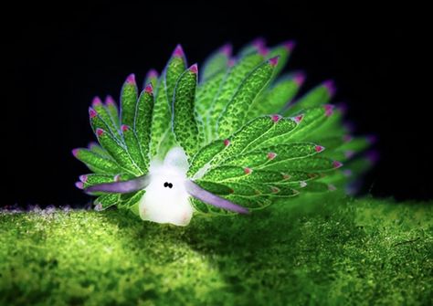 CUTE LITTLE SEA SLUG Leaf Sheep, Glaucus Atlanticus, Cartoon Lamb, Underwater Wallpaper, Sea Slugs, Sea Cucumber, Sea Snail, Sea Slug, Oceans Of The World