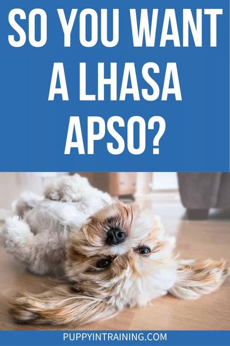 So You Want a Lhasa Apso? - Puppy In Training Lhasa Apso Grooming, Lhasa Apso Drawing, Black Lhasa Apso, Lapso Apso Dogs, Lhasa Apso Puppy, Lhasa Apso Long Hair, Lhasa Apso Puppies, Lhasa Apso Black, Service Dogs Breeds