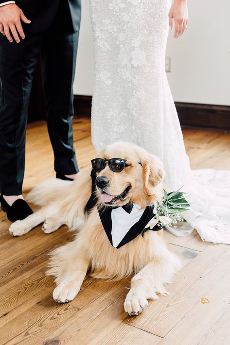 Dogs And Weddings Photo Ideas, Dogs Wedding Outfits, Unique Wedding Ideas With Dogs, Male Dog Wedding Attire, Incorporating Dog Into Wedding, Wedding Including Dog, Wedding With Dog Ideas, Flower Dog Wedding, Wedding Photo With Dog