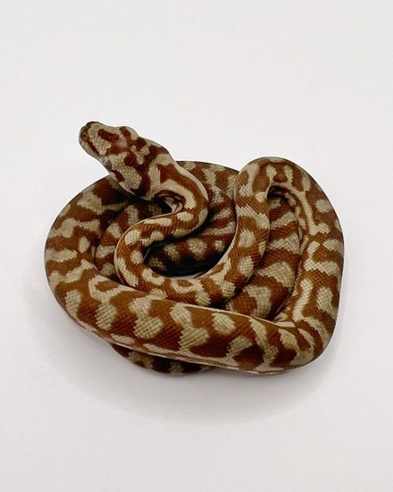 Bredli X Super Caramel Jaguar Cross Other Carpet Python by MartinRMorelia - MorphMarket Carpet Python, Rosy Boa, Snake Turtle, Ball Pythons, Python Snake, Crested Gecko, Ball Python, Baby Birth, Lizards