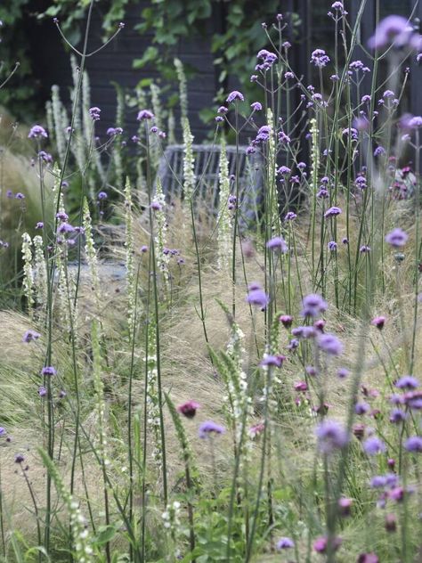 Gravel Gardens, Dry Gardens, Naturalistic Garden, Prairie Planting, Sacred Garden, Bloom Where Youre Planted, Sunken Garden, Dry Garden, Cottage Garden Design