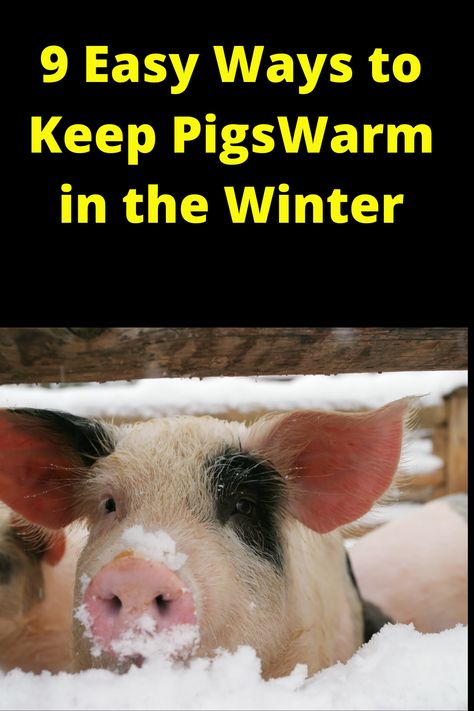 Easy Pig Pen Ideas, Pig Shelters For Winter, Mobile Pig Shelter, Winter Pig Shelter, Diy Pig Pen Ideas, Pig Shelter Diy, Pig Barn Ideas, Meat Pigs, Pig Pen Ideas