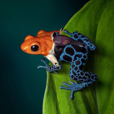 (1) Facebook Poison Dart Frog Aesthetic, Pokemon Song, Frogs Poisonous, Red Poison Dart Frog, Blue Poison Dart Frog, Poison Arrow Frog, Poison Frog, Poison Dart, Dart Frog