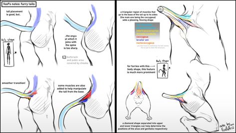 Tail Tutorial, Shape Drawing, Art Advice, Tutorials Drawing, Body Reference Drawing, Concept Art Drawing, Anatomy Drawing, Figure Drawing Reference, Creature Concept Art