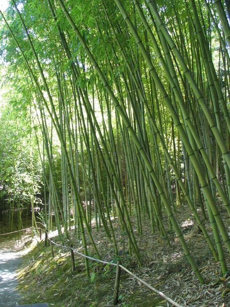 Bamboo Plant Care, Bamboo Landscape, Wisteria Plant, Bamboo Seeds, Growing Bamboo, Bamboo Care, Bamboo Planter, Bamboo Structure, Bamboo Plant