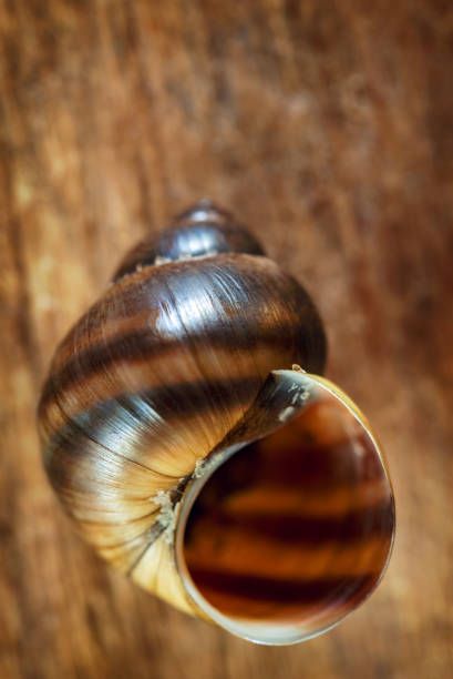 Common Periwinkle, Periwinkle Shell, Gold Poster, Sea Snail, Nautilus, Sea Animals, Royalty Free Images, Free Images, Sea Shells