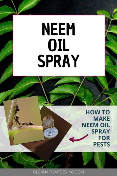 Diy Neem Oil, How To Repel Flies, Repel Flies, Tent Caterpillars, Plant Bugs, Natural Insecticide, Fly Spray, Foliar Spray, Diy Pest Control