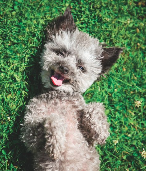 12 Ways to Keep the Backyard Furtastic for Your Dog  #Dogs #Backyard Yorkie Chihuahua Mix, Doodle Dog Breeds, Corgi Face, Rat Terrier Mix, Poddle, Yorkie Mix, Beautiful Dog Breeds, Corgi Mix, Cozy Dog Bed