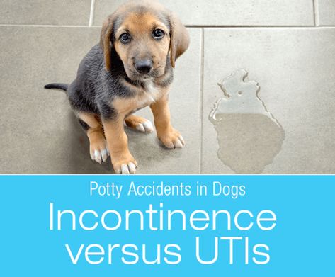 Dog Urinary Infection, Cloudy Urine, Dog Incontinence, Meds For Dogs, Bladder Leakage, Dog Spay, Frequent Urination, Bladder Control, Dog Pee