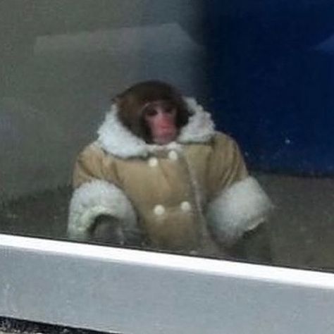 A stylish, yet utterly confused, monkey was spotted wandering around outside an IKEA in Toronto, looking like he was trying to remember if he came for the meatballs or a BILLY bookcase. monkie turned out to be Darwin, a Japanese rhesus macaque—an exotic species that’s as illegal in Ontario (via @beams.archive) #streetwear #fashion #mensfashion #archivefashion #vintageclothing #undercover #numbernine #archive #foundongrailed #highfashion #supreme #alyx #bape #maisonmargiela #rafsimons #dior ... Confused Monkey, Ikea Monkey, Rhesus Macaque, Billy Bookcase, Pet Monkey, Weather Channel, Trading Charts, Animal Sanctuary, The Weather Channel