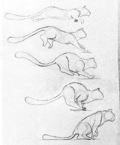 Cat Crouching Drawing Reference, Cat Jumping Drawing, Cat Anatomy Drawing, Jumping Drawing, Cat Jumping, Back Drawing, Cat Drawing Tutorial, Cats Art Drawing, Cat Anatomy