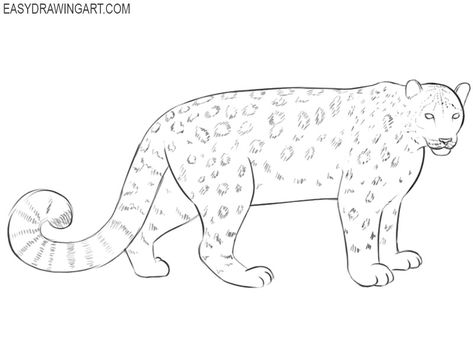 snow leopard drawing easy Leopard Drawing Easy, Snow Leopard Drawing, How To Draw Snow, Leopard Drawing, Leopard Head, Nose Drawing, Draw Two, Drawing Heads, Drawing Easy