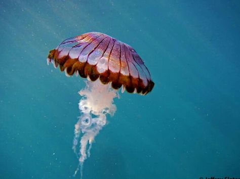 Compass Jellyfish (Chrysaora Hysoscella) Compass Jellyfish, Jellyfish Photography, Sea Jellies, Jellyfish Painting, Cnidaria, Life Under The Sea, Jellyfish Art, Jelly Fish, Art Lamp