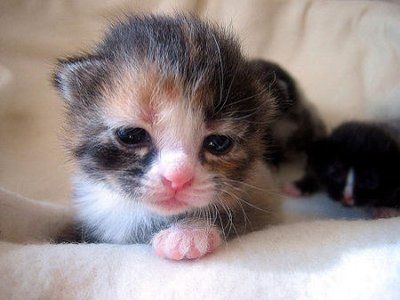 It’s Impossible To View These 25 Seriously Cute Pictures Of Kittens Without Smiling – Kitty Bloger Cat Magic, Newborn Kittens, Kitten Photos, Lovely Animals, Adorable Cats, Kittens And Puppies, Baby Animals Funny, Baby Kittens, Animal Pics