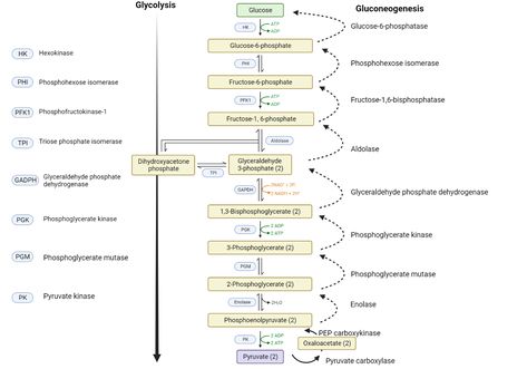 Gluconeogenesis is a critical metabolic pathway that allows the body to produce glucose from non-carbohydrate sources. This process occurs primarily in the liver and, to a lesser extent, in the kidneys and small intestine. Gluconeogenesis Pathway, Small Intestine, The Liver, The Body, Education