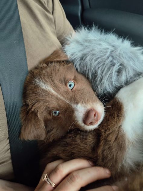 Brown border collie puppy
#puppy #bordercolliepuppy #cutepuppy #blueeyedpuppy Cute Border Collie Puppies, Mini Border Collie, Brown Australian Shepherd Puppy, Dogs Blue Eyes, Aesthetic Border Collie, Brown Border Collie Puppy, Brown Aussie, Brown Australian Shepherd, Brown Border Collie