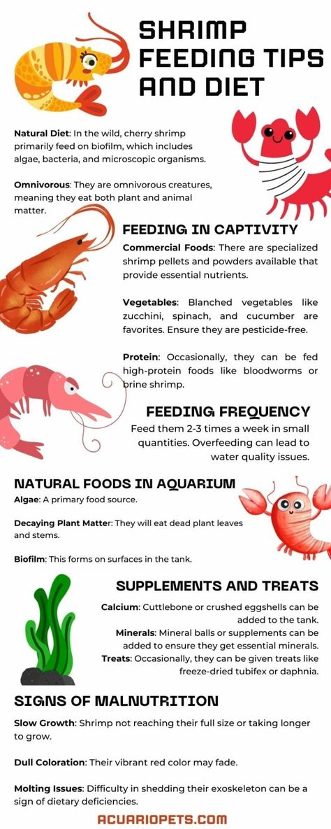 What Do Red Cherry Shrimp Eat In The Wild? – Acuario Pets Aquatic Snails, Pasta Food Recipes, Pet Shrimp, Snail Tank, Tank Terrarium, Red Cherry Shrimp, Aquarium Shrimp, Cake Pizza, Cherry Shrimp