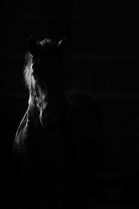 Bay Horse, Horse Wallpaper, The Boogeyman, Black Horses, Dark Pictures, Animal Silhouette, Black Horse, Horse Photos, Amazing Art Painting