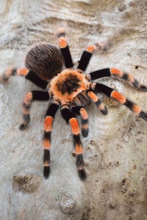 Tarantula Symbolism & Spiritual Meaning Animals Symbolism, Red Knee Tarantula, Aesthetic Spider, Spider Aesthetic, Spider Photography, Drawing Spider, Spider Web Nails, Tattoo Spider, Cake Spiderman