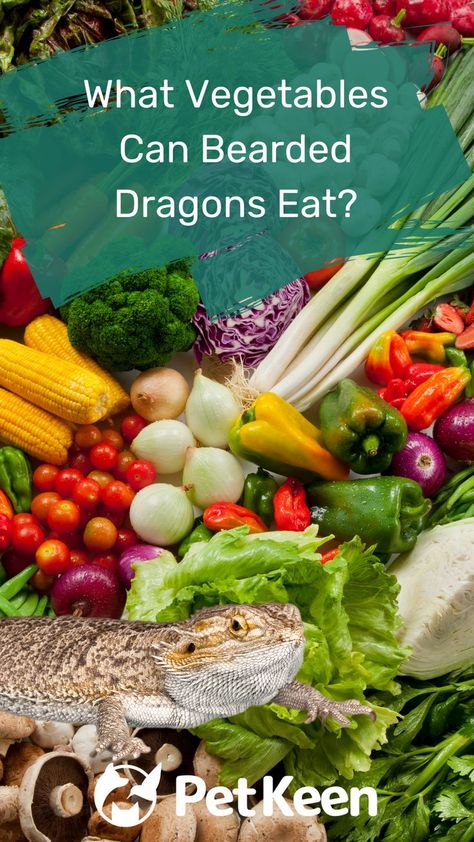 Grean Beans, Dragon Facts, Bearded Dragon Food, Green Diet, Bearded Dragon Diet, Bearded Dragon Cute, Reptile Food, Bearded Dragon, Fruits Vegetables