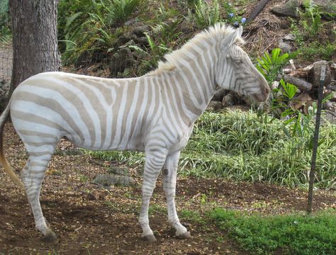 Albino zebra anyone? Rare Albino Animals, Albino Animals, Unusual Animals, Rare Animals, Amazing Animals, Weird Animals, Unique Animals, Zebras, Animal Photography