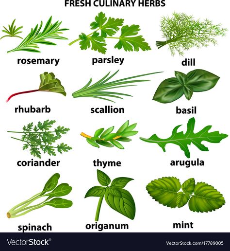 Herb Chart, Garden Journaling, Board Architecture, Herbs Image, Fruits And Vegetables List, Fruits Name In English, Mint Seeds, Green Herbs, Healthy And Unhealthy Food