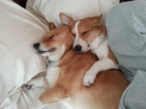 D'awwww!  From Obsessive Corgi Disorder. Corgi Sleeping, Corgi Facts, Pembroke Welsh Corgi Puppies, Corgi Pictures, Corgi Pembroke, Corgi Butts, Corgi Puppy, Cute Corgi, Pembroke Welsh Corgi