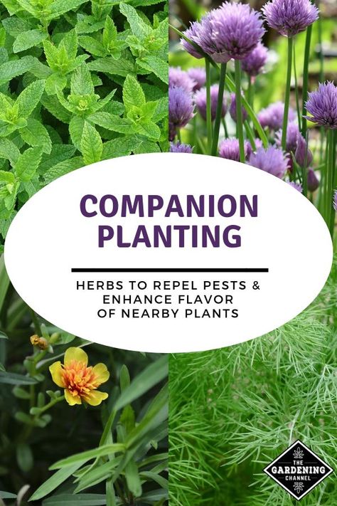 Companion Planting For Pest Control, Vegetable Garden Pest Control, Planting Herbs In Pots, Companion Planting Herbs, Landscaping Makeover, Garden Education, Heirloom Garden, Companion Planting Guide, Slugs In Garden