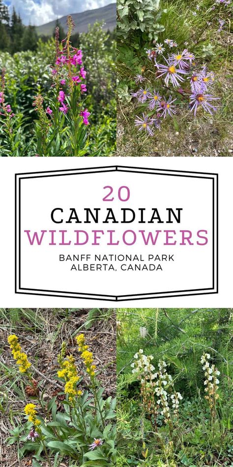 20 Beautiful Wildflowers of Alberta Canada - Native Backyards Alberta Backyard Landscaping, Canadian Wild Flowers, Alberta Wildflowers, Alberta Flowers, Horseback Camping, Canadian Flowers, Animal Encyclopedia, Glacier National Park Trip, Property Ideas