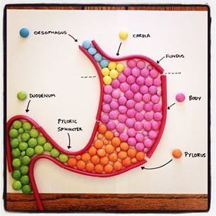 This is where your food travels when it’s digested. Doesn’t it make you hungry? Don’t you want to eat this belly? | This Med Student Created The Insides Of The Human Body Out Of Candy Biology Models, Anatomy Diagrams, Science Project Models, Anatomy Humor, Medical Life, Candy Gummy, Cells Project, Biology Resources, Map Template