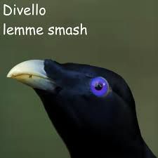 Lemme Smash by Divello on TIDAL Lemme Smash, High Fidelity, Music Streaming, The First, Sound, Songs, Memes, Music