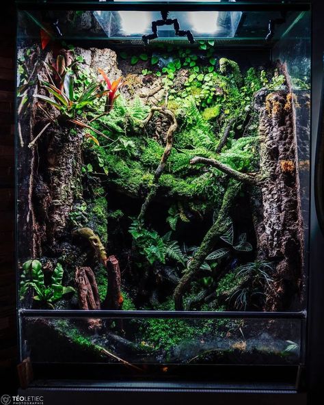 Endor Terrarium, Vivarium Background, Dart Frog Tank, Crested Gecko Habitat, Dart Frog Terrarium, Tree Frog Terrarium, Dart Frog Vivarium, Gecko Tank, Bioactive Vivarium