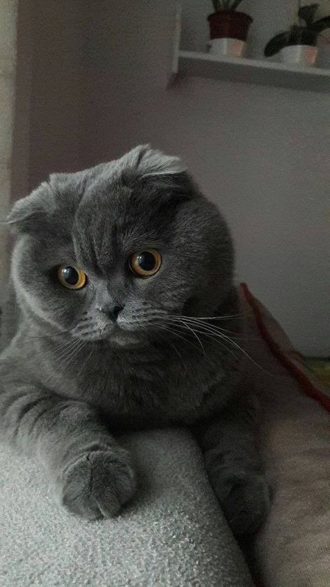 Grey Scottish Fold, British Fold, Grey Cat Breeds, Wallpapers Hd 4k, Dream's Cat, Bengal Cats, British Shorthair Cats, Grey Cat, Cat Breed