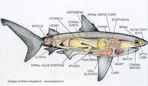 Shark anatomy by www.prionace.it Lemon Shark Anatomy, Marine Anatomy, Ocean Anatomy, Shark Anatomy, Shark Information, Oceanography Marine Biology, Shark Facts, Shark Photos, Marine Science