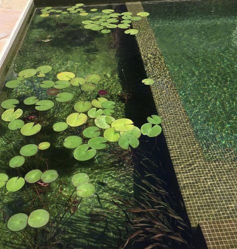 Natural Pool Australia, Natural Pools Backyard Swimming Ponds Water Garden, Eco Pools Natural Swimming Ponds, Swimming Pools Aesthetic, Natural Plunge Pool, Natural Pools Backyard Swimming Ponds, Organic Pools, Natural Swimming Pool Designs, Freshwater Pool