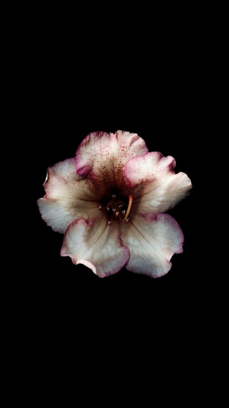 Hibiscus Flower Wallpaper Aesthetic, Black Flowers Wallpaper, Flowers Black Background, Iphone Wallpaper Landscape, Flower Icons, Midnight Garden, Simple Iphone Wallpaper, Nothing But Flowers, Iphone Wallpaper Tumblr Aesthetic