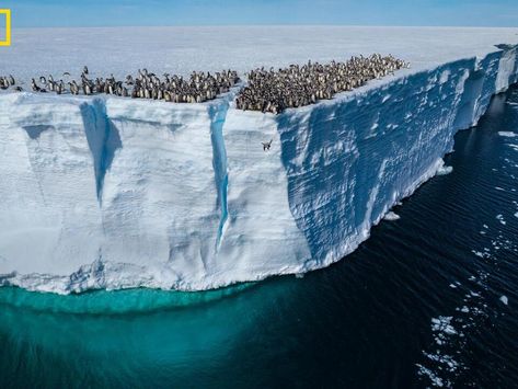 Bertie Gregory, Emperor Penguin Chick, Coachella Music, Coachella Music Festival, Emperor Penguin, Southern Ocean, California Desert, Emmy Award, Abandoned Cars