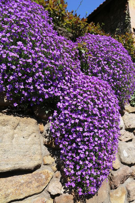 A rock wall is tricky, but if you know the perfect rock wall landscaping plants, you can dress it up right! Rock Cress is a perennial that is easy to grow. Rocks And Bushes Landscaping, Rock Retaining Wall Plants, Rockwall Landscaping Ideas, Rock Wall Plants, Plants For Rocky Hillside, Rock Wall Garden Ideas, Rock Garden Plants Perennials, Rock Cress Plant, Retaining Wall Plants Landscaping