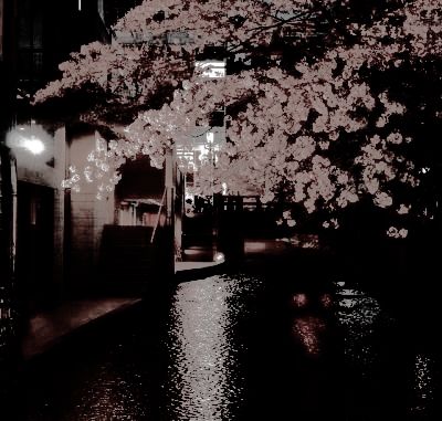 Black Tree Aesthetic, Dark Cherry Aesthetic, Cherry Blossom Icons Aesthetic, Cherry Tree Aesthetic, Flower Tree Aesthetic, Dbz Aesthetic, Blossom Tree Aesthetic, Sakura Tree Aesthetic, Dark Cherry Blossom Wallpaper