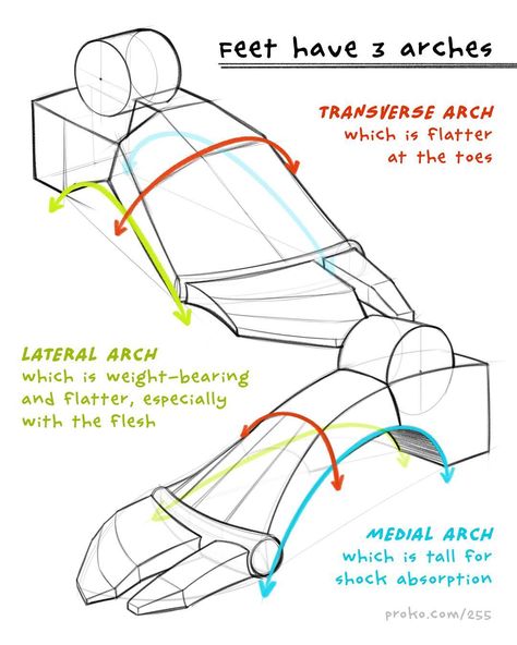 1,831 mentions J’aime, 9 commentaires - Stan Prokopenko (@stanprokopenko) sur Instagram : "Here’s a guide showing the 3 arches of the feet. Watch the new foot bones lesson at proko.com/255…" Proko Drawing, Drawing Tips Bodies, Drawing Resources, Feet Drawing, Foot Anatomy, Leg Bones, Drawing Legs, Anatomy For Artists, Anatomy Drawing