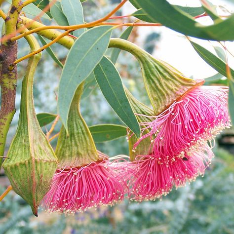 Gum Flowers, Eucalyptus Flowers, Eucalyptus Flower, Gum Trees, Australian Trees, Australian Natives, Australian Native Garden, Australian Wildflowers, Australian Flowers