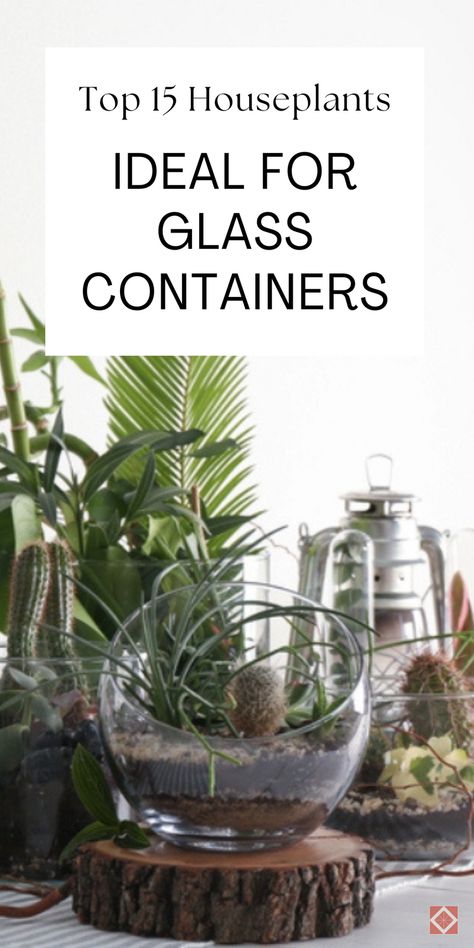 Enhance your home with these beautiful glass container plants. Our top 15 choices are perfect for creating a stunning indoor garden that will impress everyone. Save this pin for the best houseplant ideas for glass containers! Glass Bottle Plants Ideas, Glass Planter Ideas, Plants In Glass Containers, Plants In Glass Jars, Houseplant Ideas, Dried Prunes, Plant In Glass, Nerve Plant, Marimo Moss