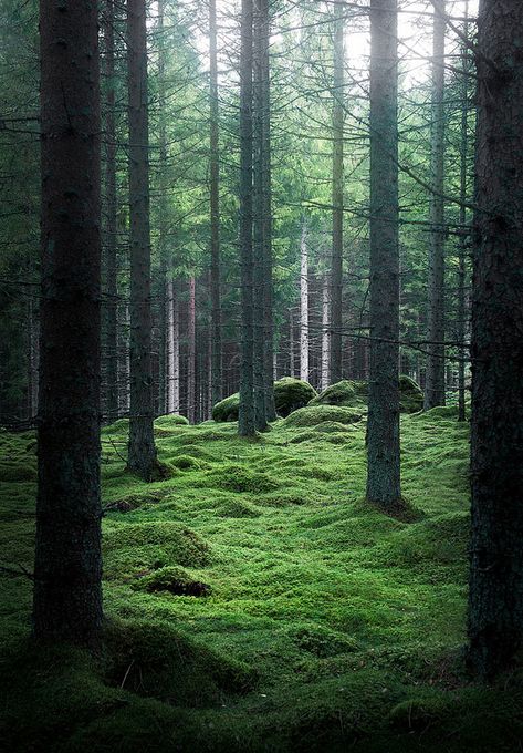 🇸🇪 Swedish forest by Lindstenfoto Warrior Cats Clans, Swedish Forest, Lost In The Forest, Nordic Architecture, Winter Floral Arrangements, Nature Portrait, Boreal Forest, Forest Wallpaper, Walk In The Woods