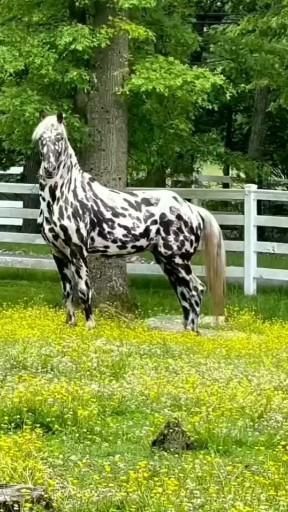 ウマ Rare Horse Colors, Rare Albino Animals, Different Horse Breeds, Rare Horses, Beautiful Arabian Horses, Paint Horse, Most Beautiful Horses, Big Animals, Appaloosa Horses