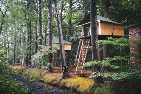 treehouse hotel complex offers glamping experience along forest path in bruges, belgium Forest Hotel, Forest Resort, Forest Lodge, Treehouse Hotel, Tree House Plans, Forest Camp, Magic Land, In Bruges, Forest Cabin