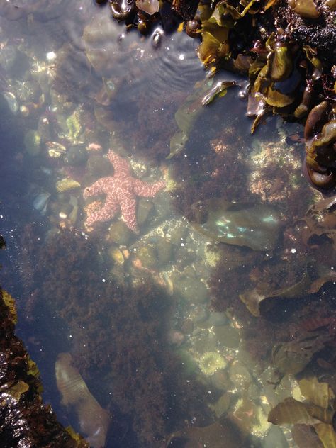 Tide Pods Aesthetic, Tide Pool Photography, Tide Pool Art, Tide Pools Aesthetic, Tide Pool Aesthetic, Fauna Marina, Tide Pool, Mermaid Core, Water Aesthetic