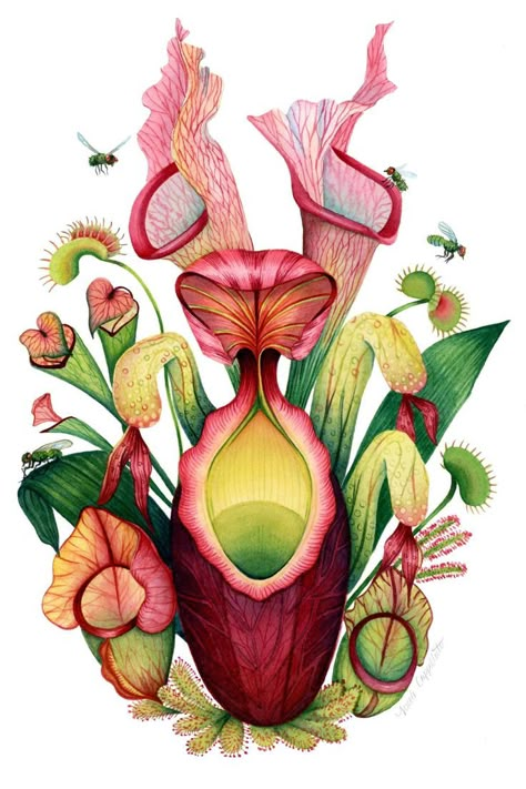 Plant Tattoos, Aesthetic Plant, Aesthetic Plants, Plants Aesthetic, Weird Plants, Plant Art Print, Plant Tattoo, Illustration Botanique, Pitcher Plant